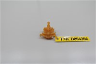 藏品(鈍形三角蟹)的圖片